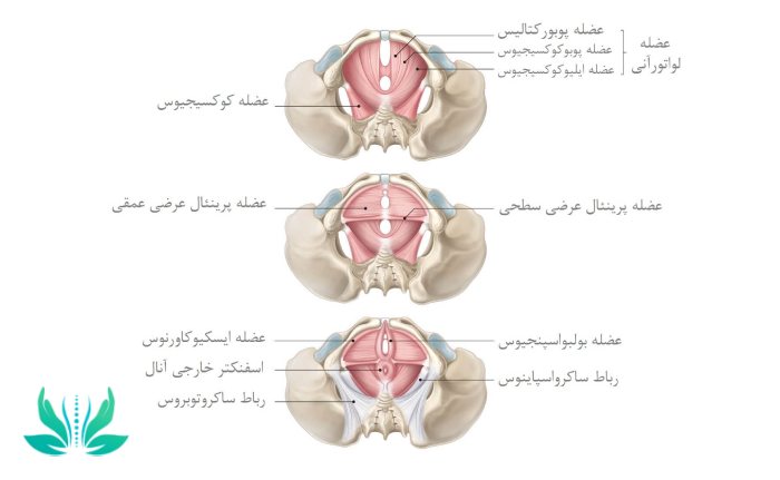 عضلات لگن انسان را بشناسید!