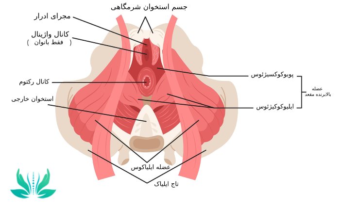 لگن کجاست؟