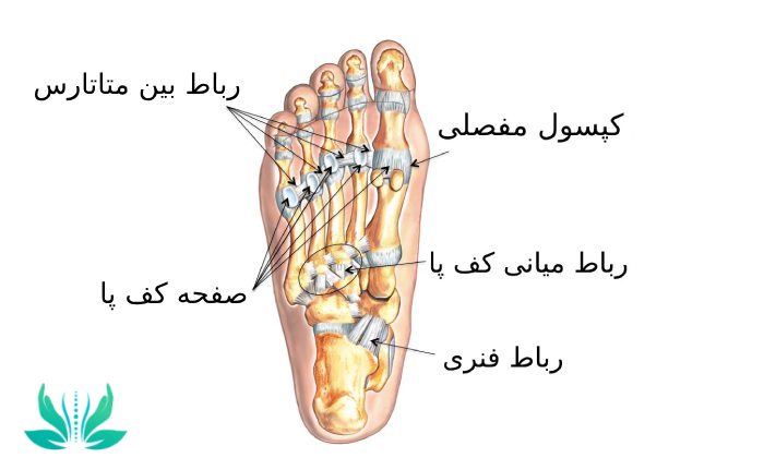 مفاصل و استخوان های کف پا