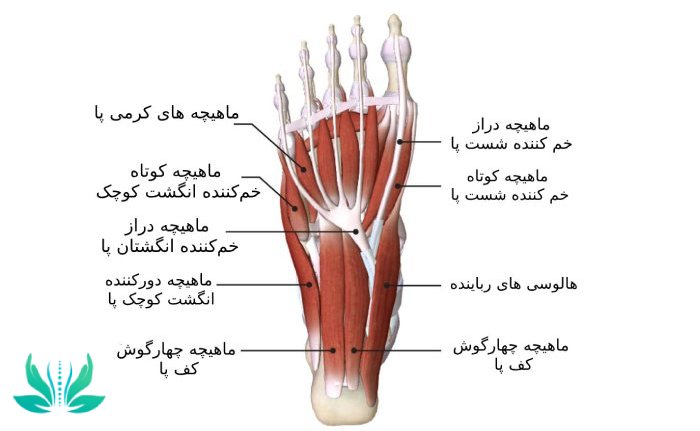 عضلات کف پا